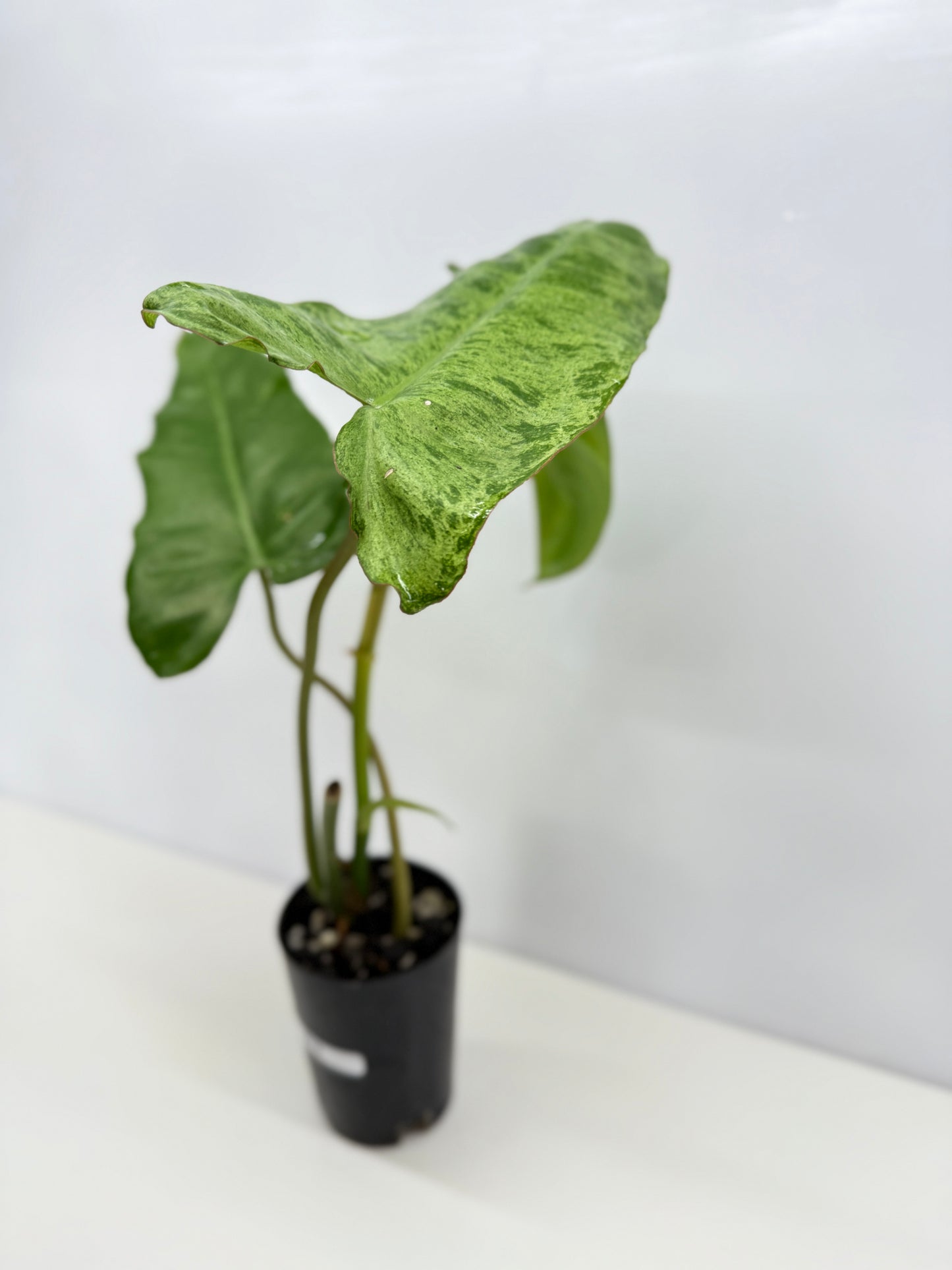 Philodendron Pariso Verde Y75