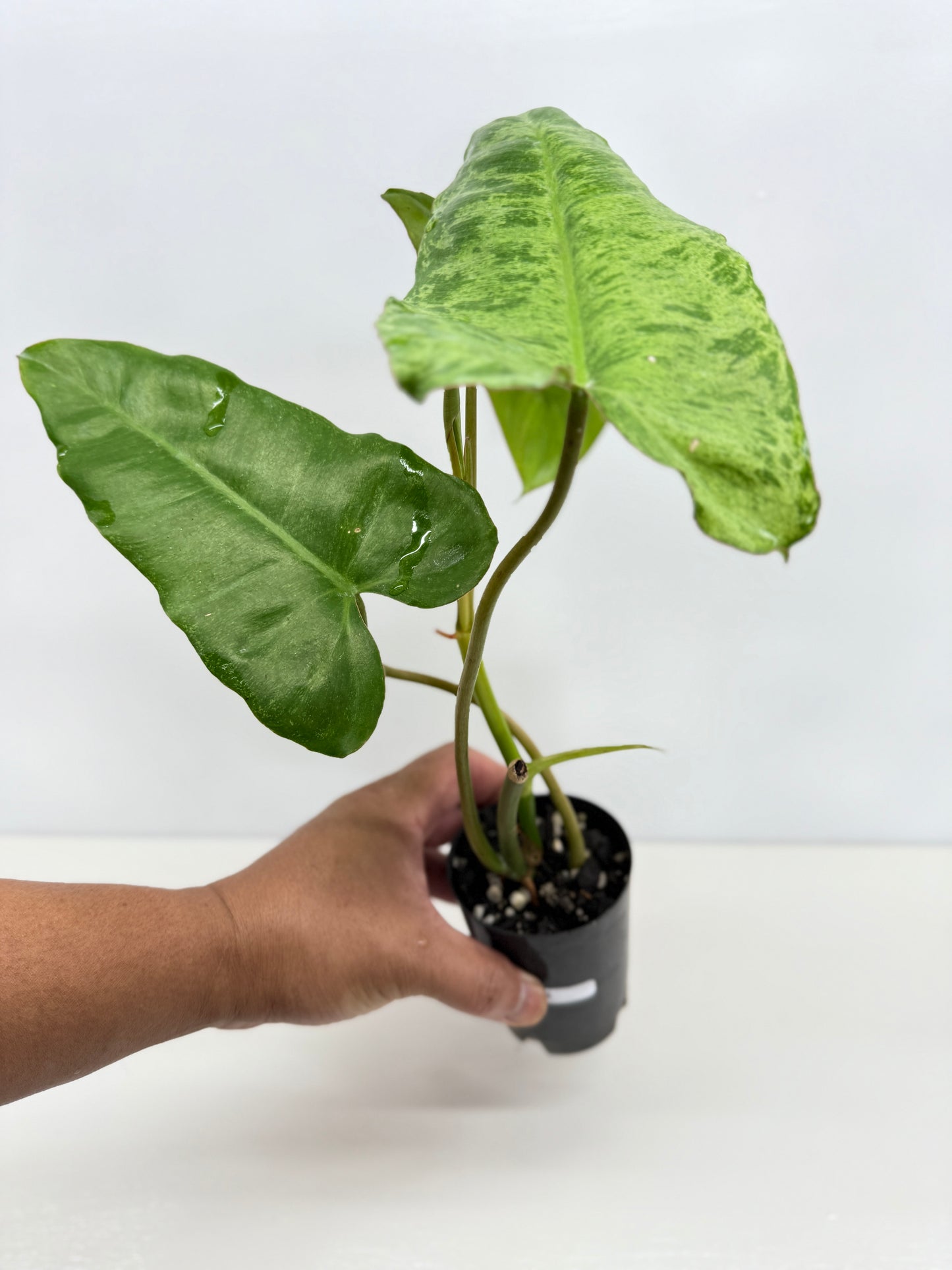 Philodendron Pariso Verde Y75