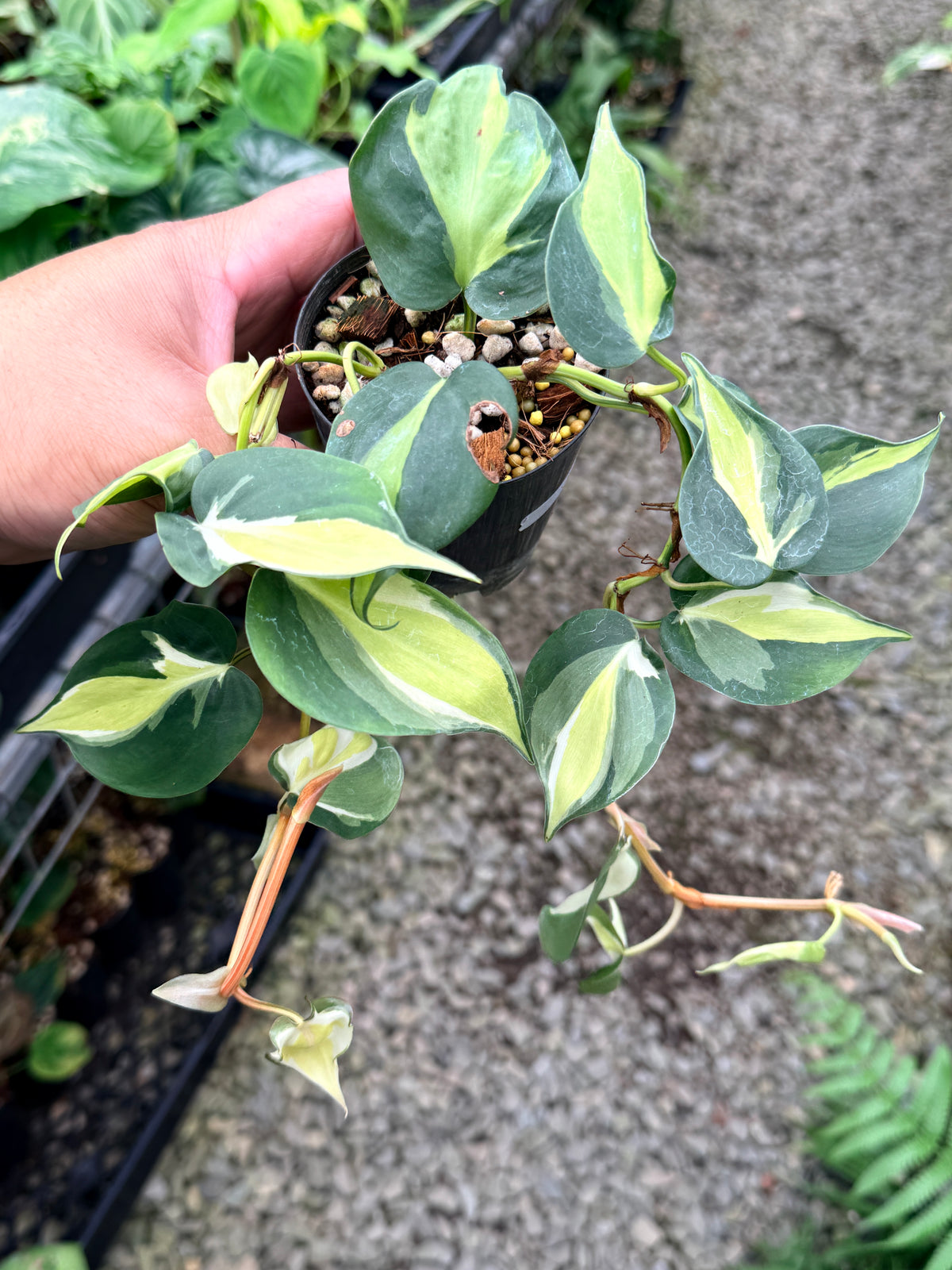 Philodendron 'Cream Splash' P20