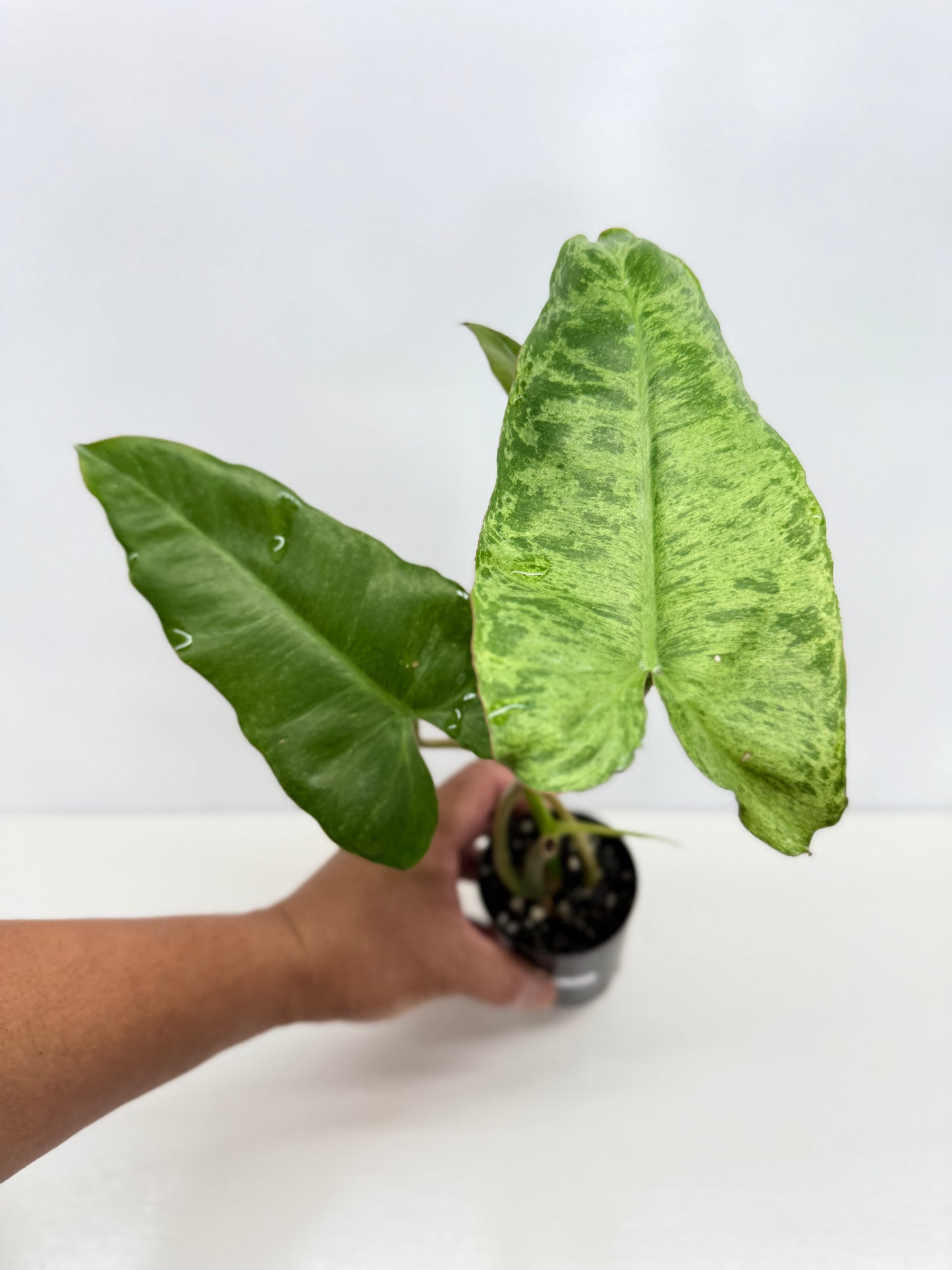 Philodendron Pariso Verde Y75