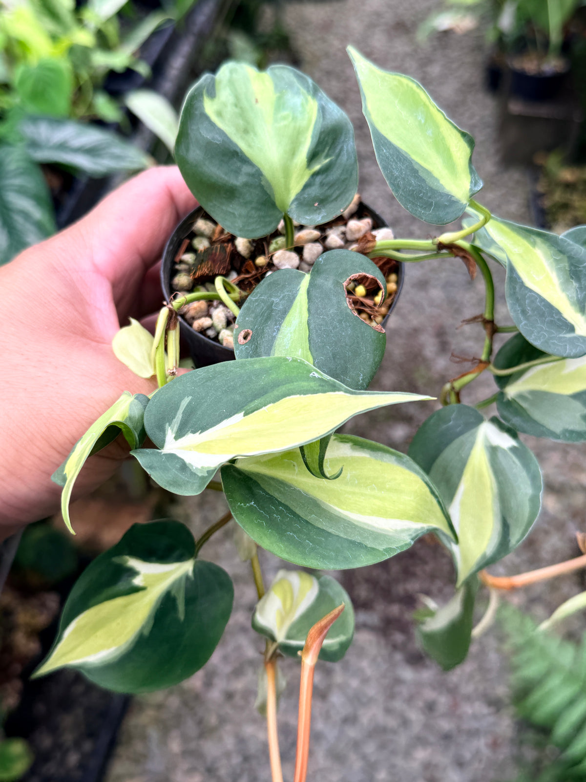 Philodendron 'Cream Splash' P20