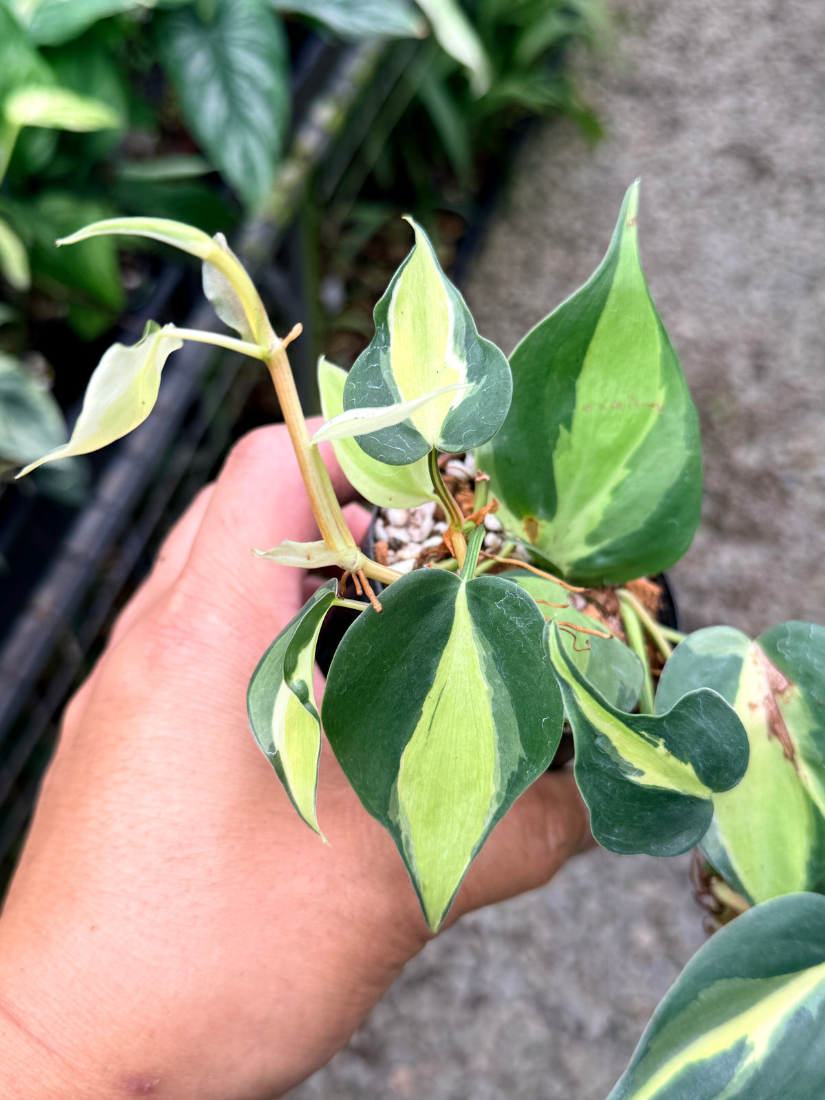 Philodendron 'Cream Splash' P23