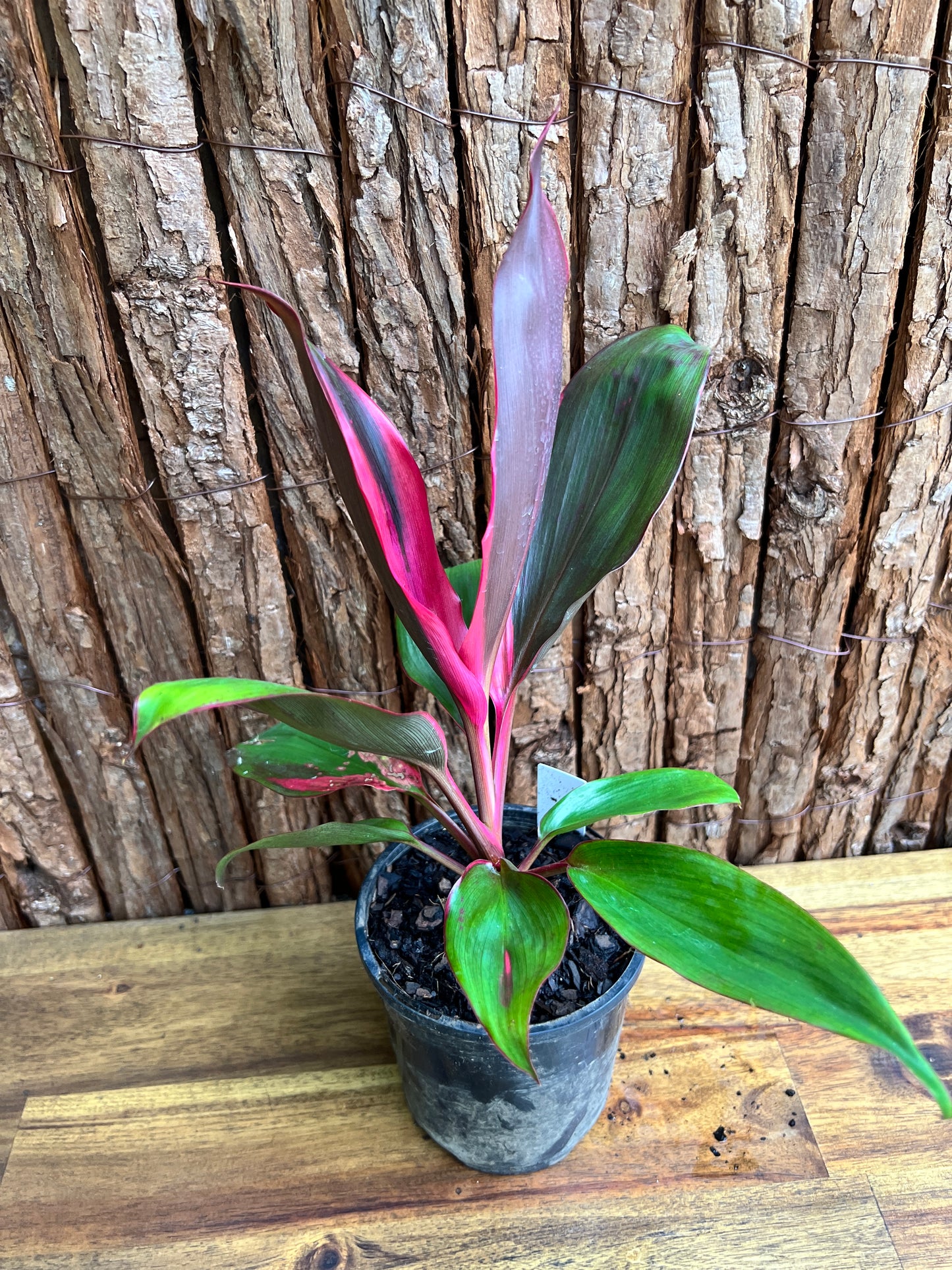 Cordyline Candy Stripe C132