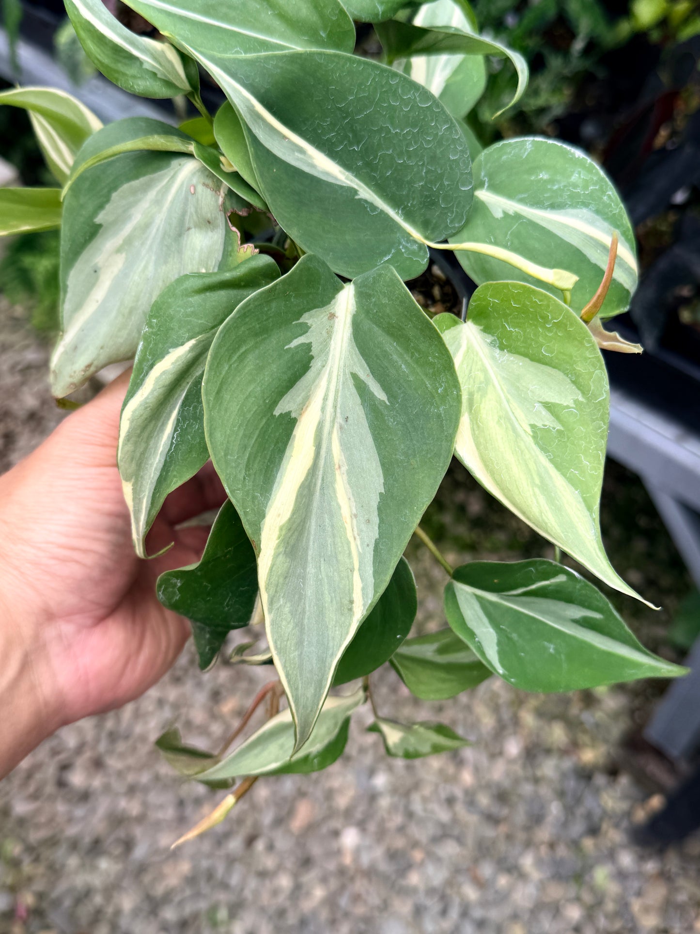 Philodendron 'Rio' Y71