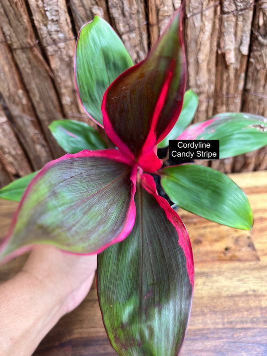 Cordyline Candy Stripe C132