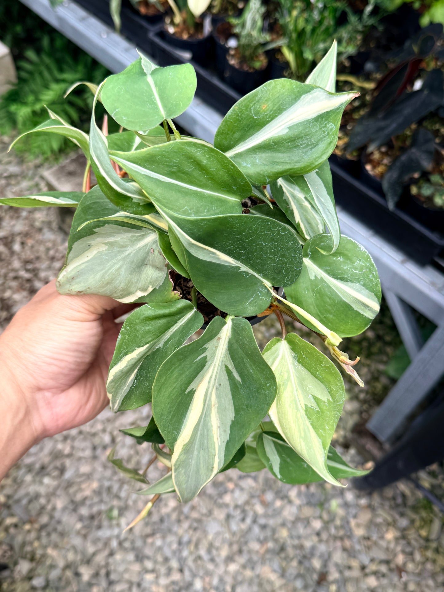 Philodendron 'Rio' Y71