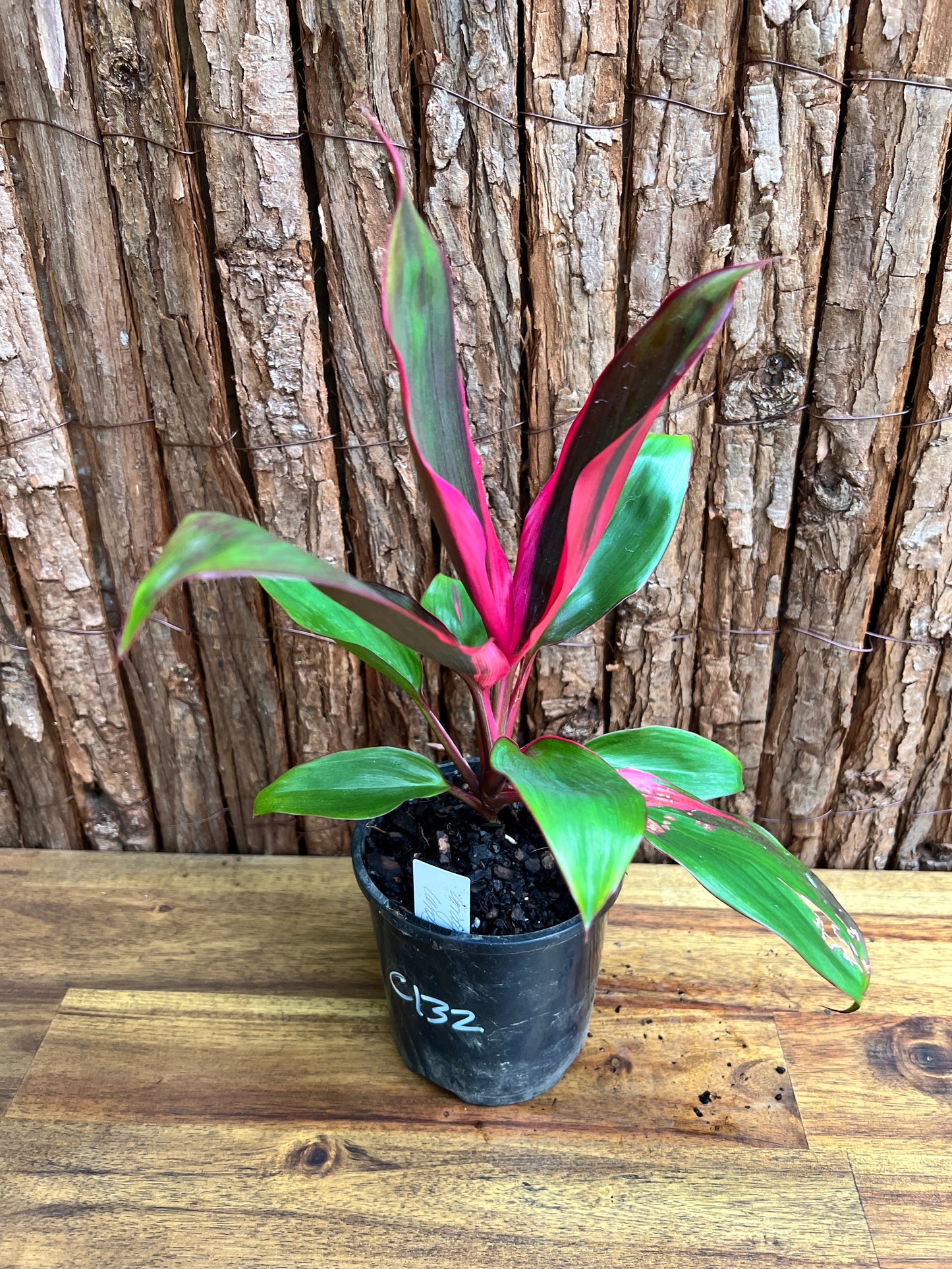 Cordyline Candy Stripe C132