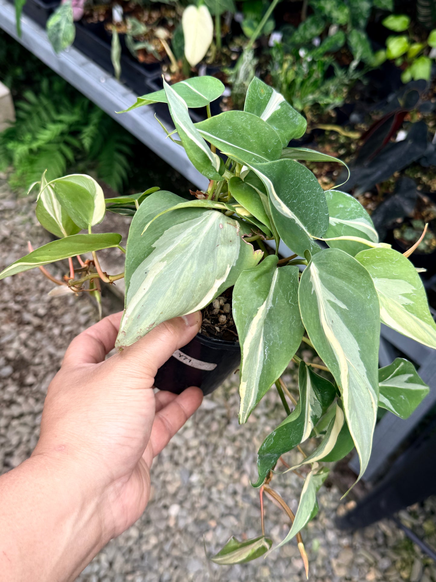 Philodendron 'Rio' Y71