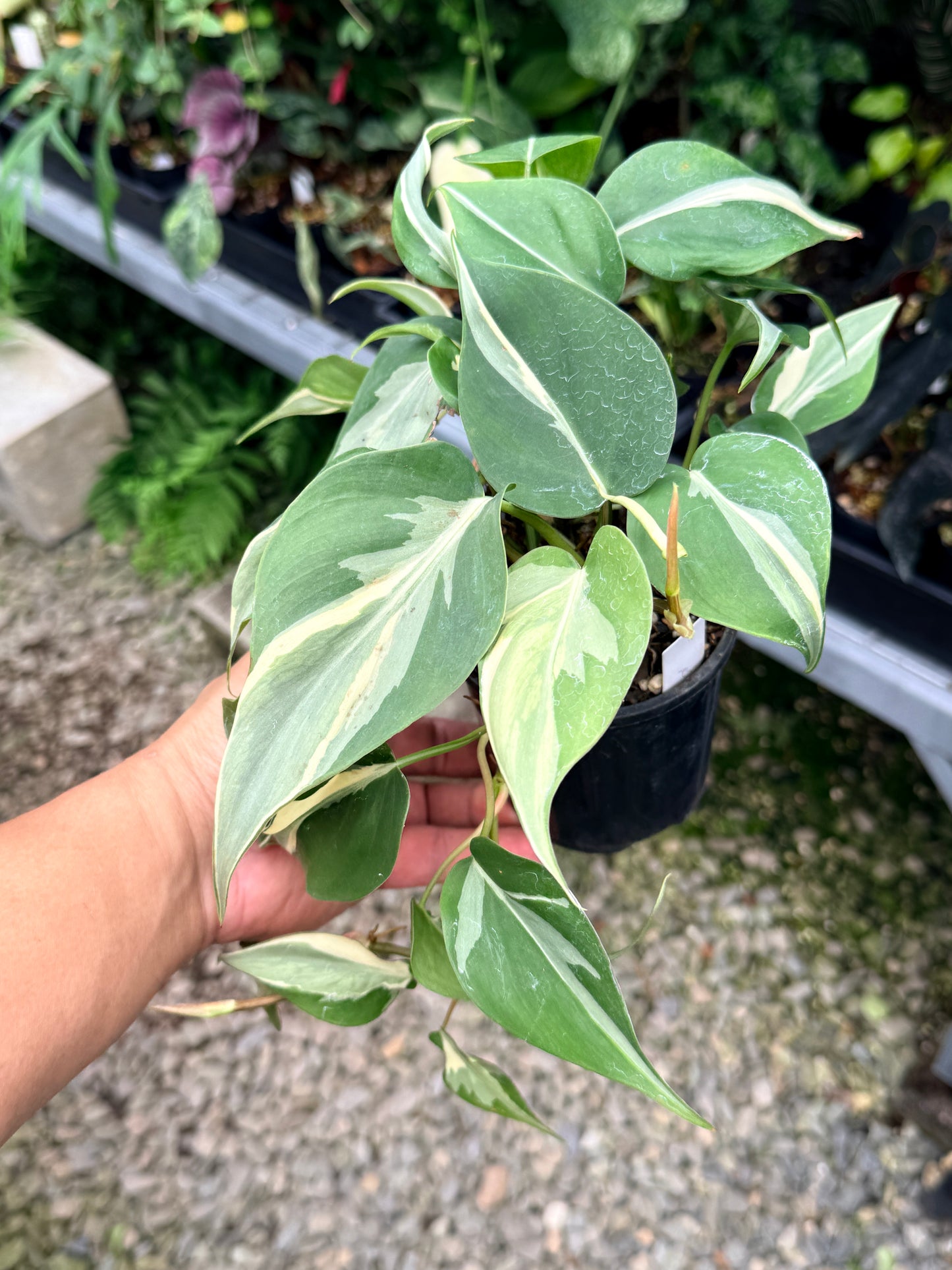 Philodendron 'Rio' Y71