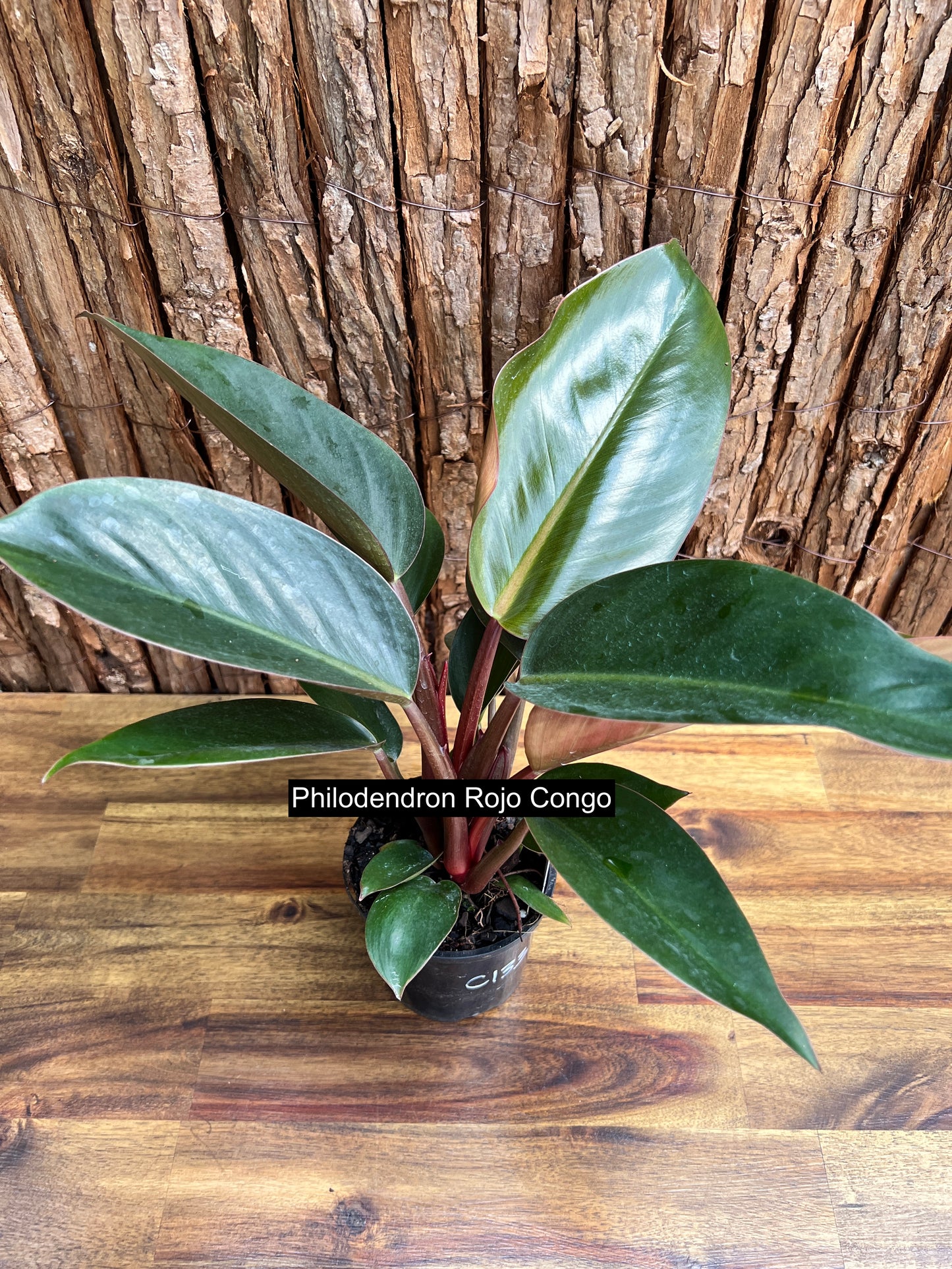 Philodendron Rojo Congo C133