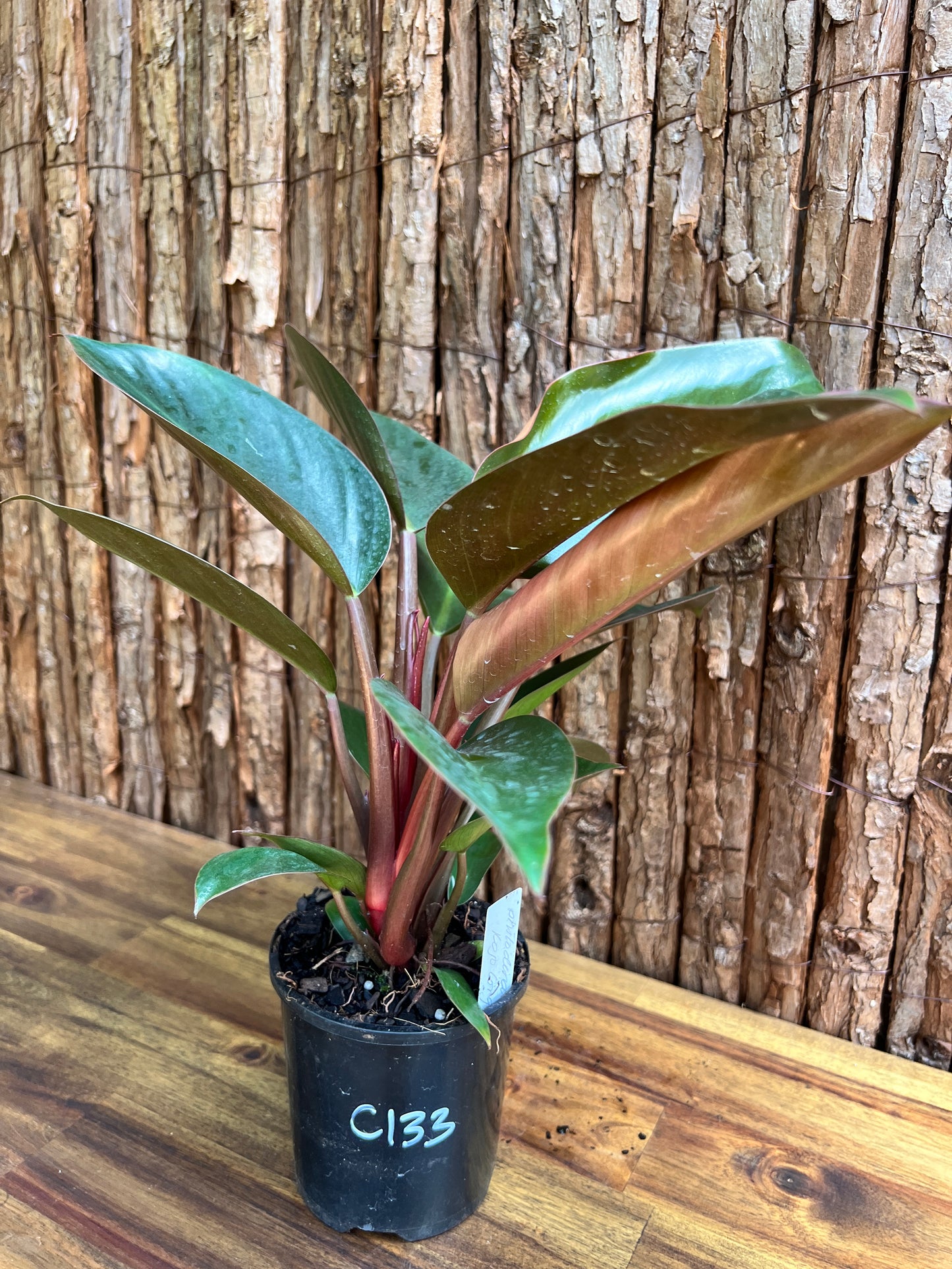 Philodendron Rojo Congo C133