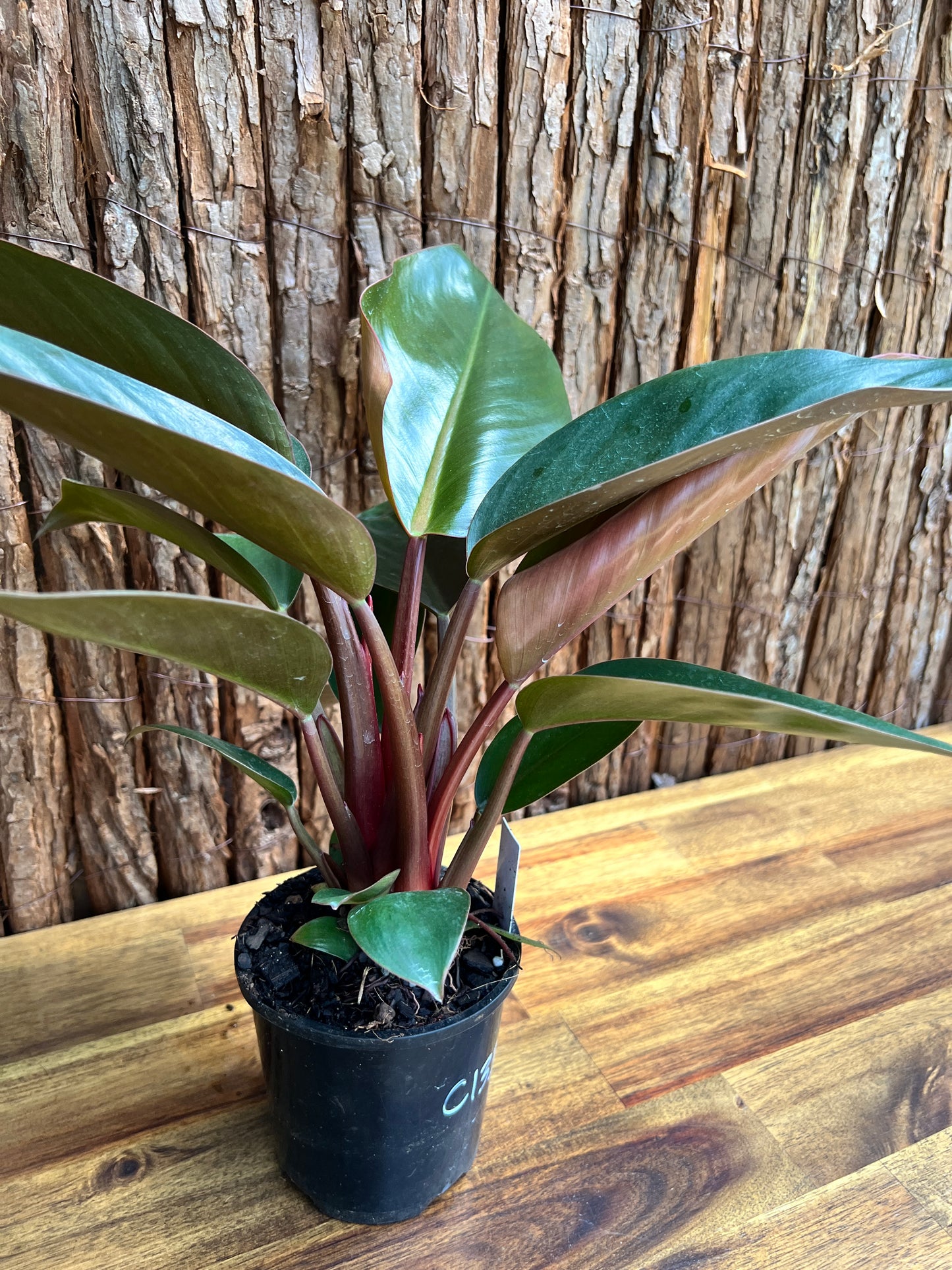 Philodendron Rojo Congo C133