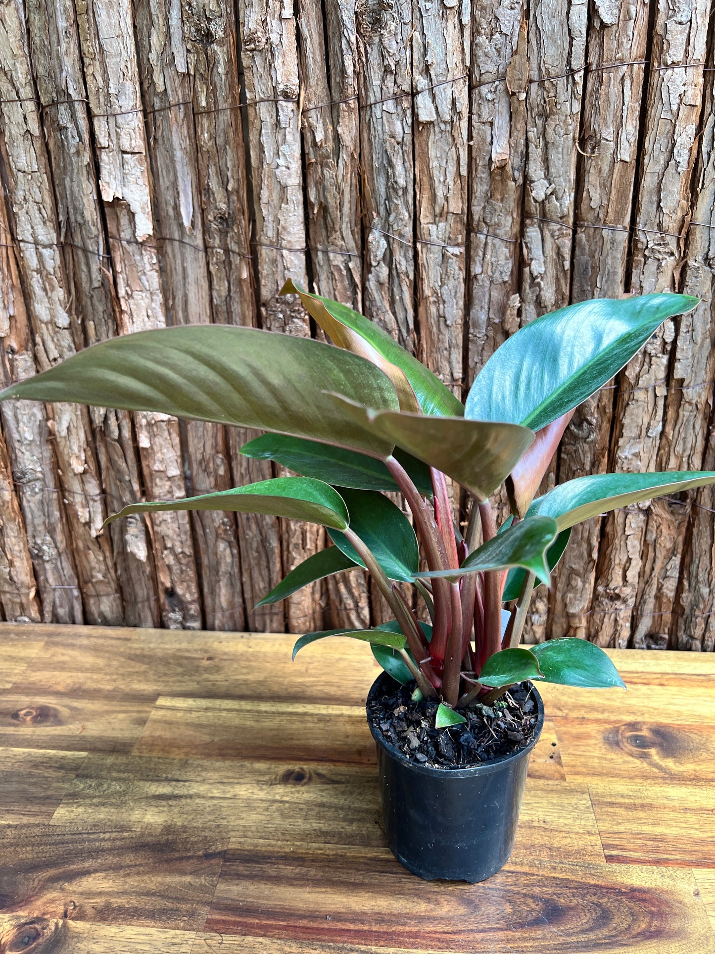 Philodendron Rojo Congo C133