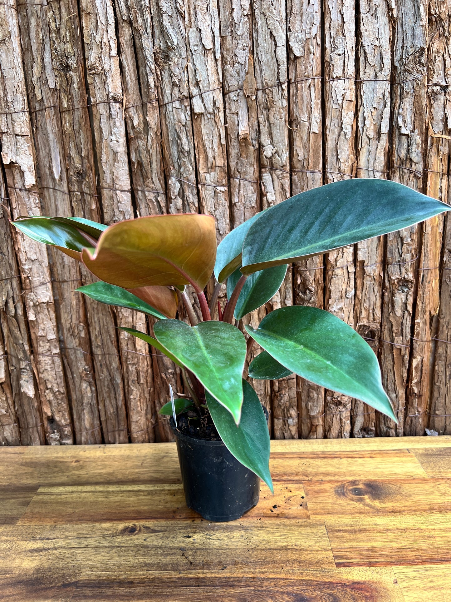 Philodendron Rojo Congo C133