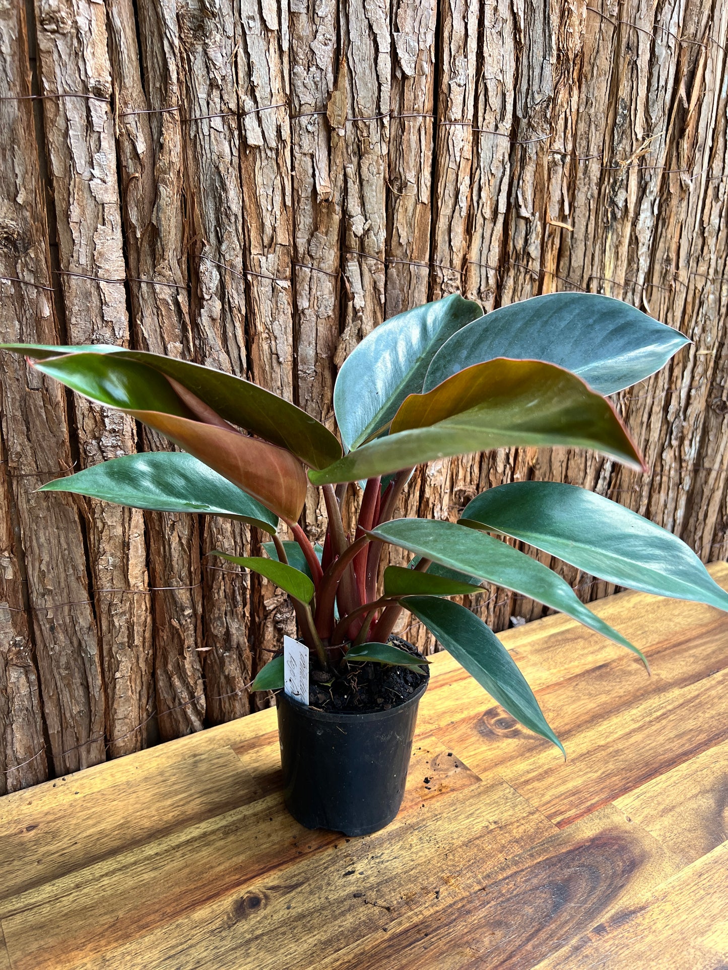 Philodendron Rojo Congo C133