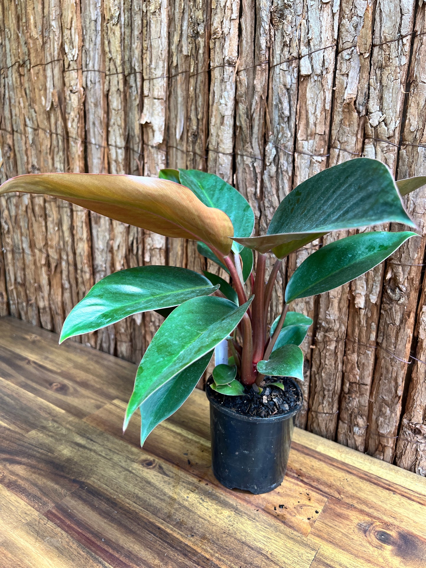 Philodendron Rojo Congo C133