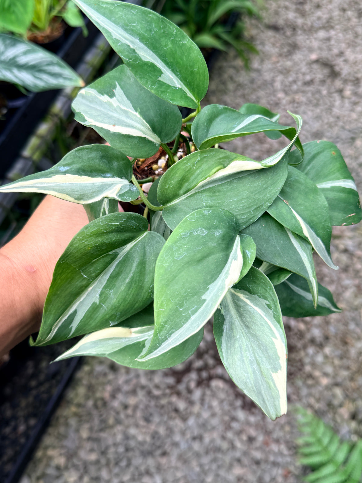 Philodendron 'Rio' L4