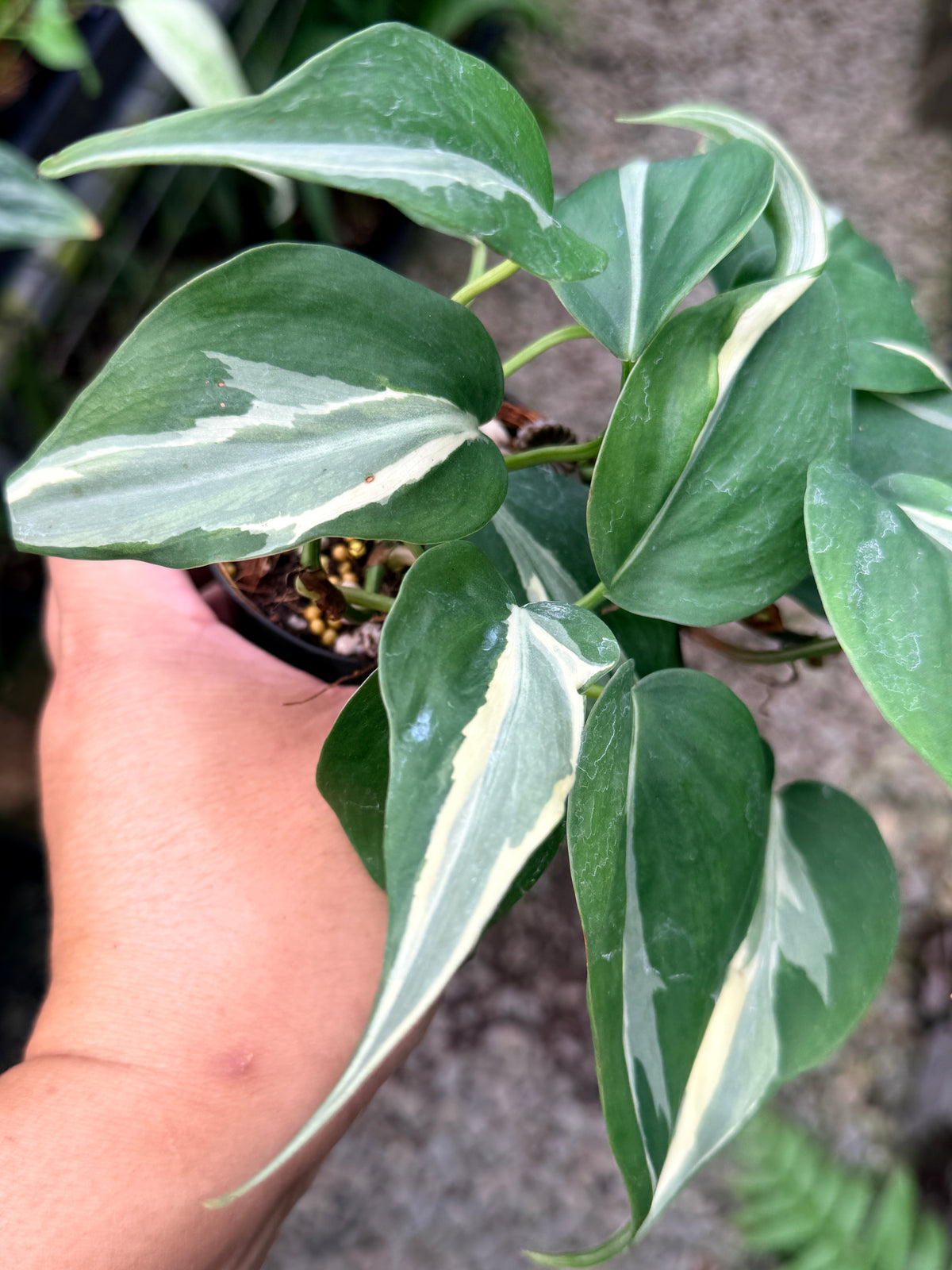 Philodendron 'Rio' L4