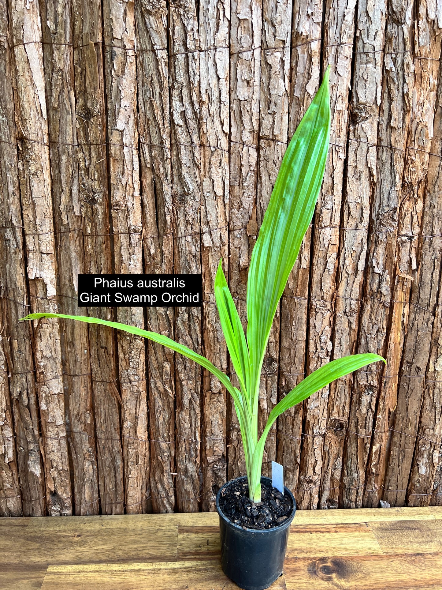 Phaius australis Giant Swamp Orchid C135