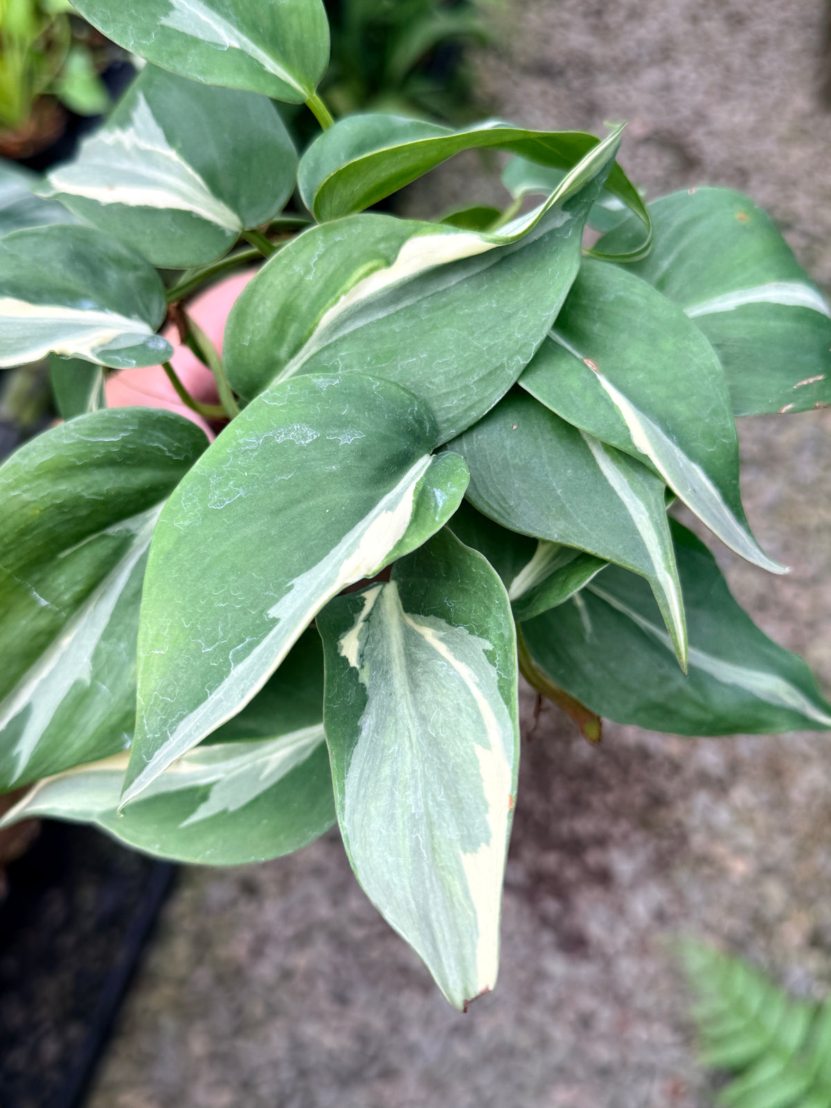 Philodendron 'Rio' L4