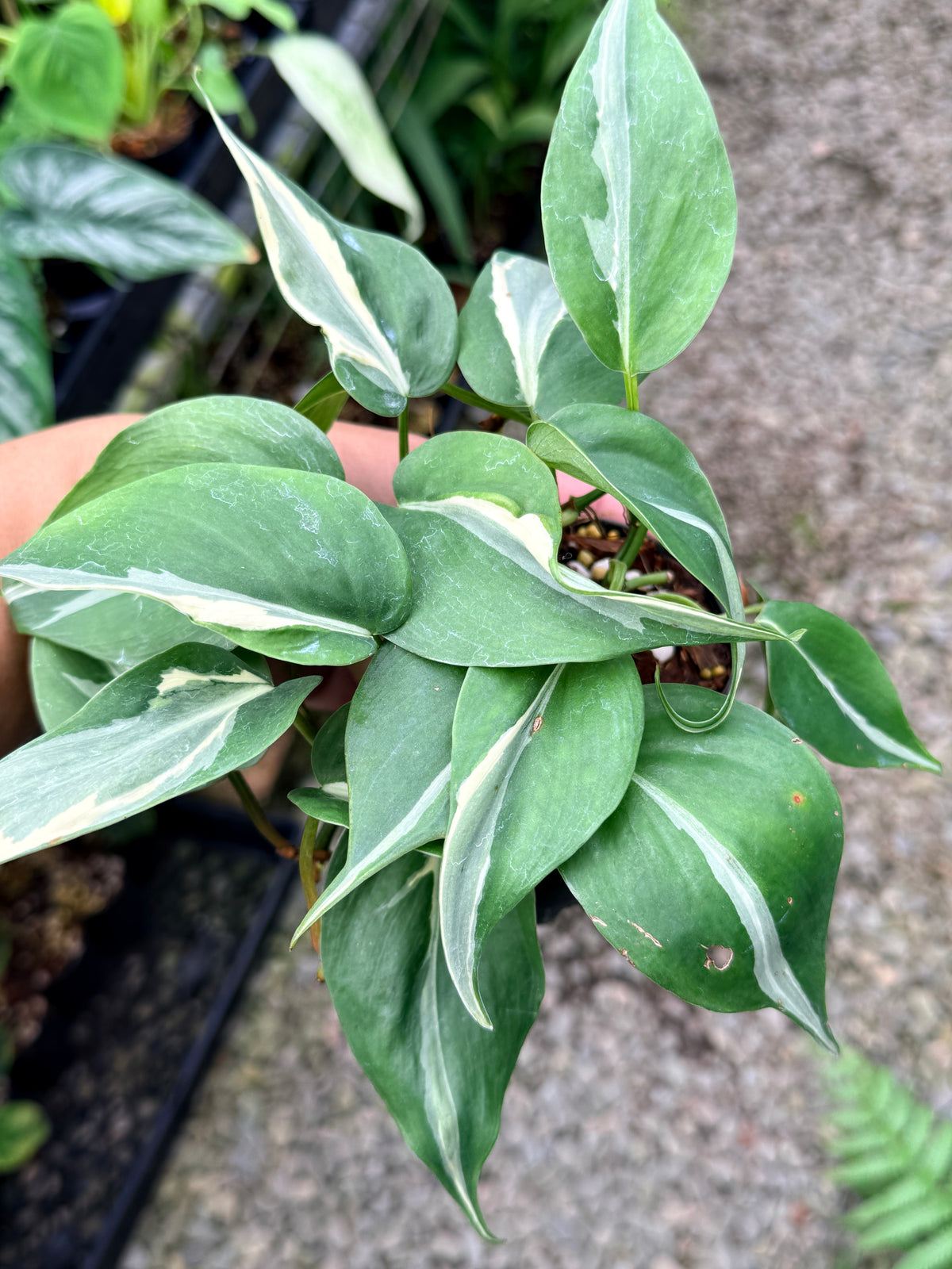 Philodendron 'Rio' L4