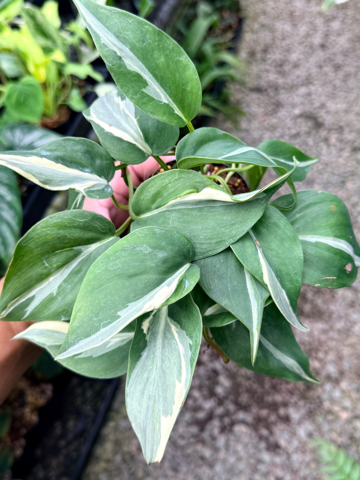Philodendron 'Rio' L4