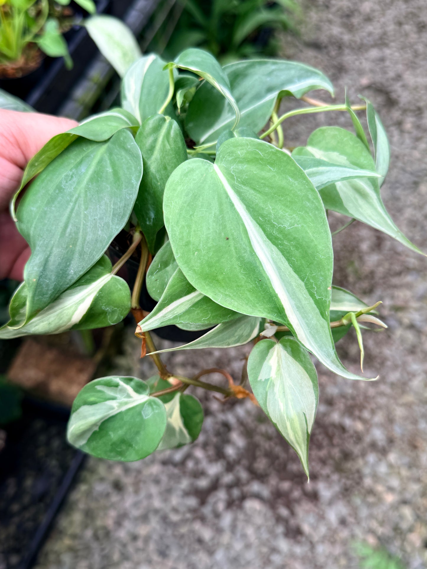Philodendron 'Rio' G10
