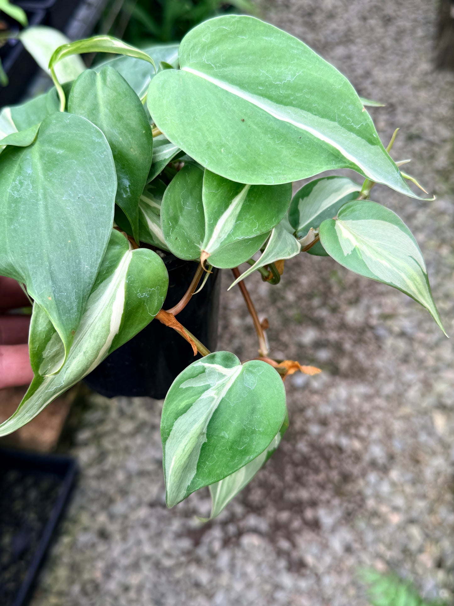 Philodendron 'Rio' G10