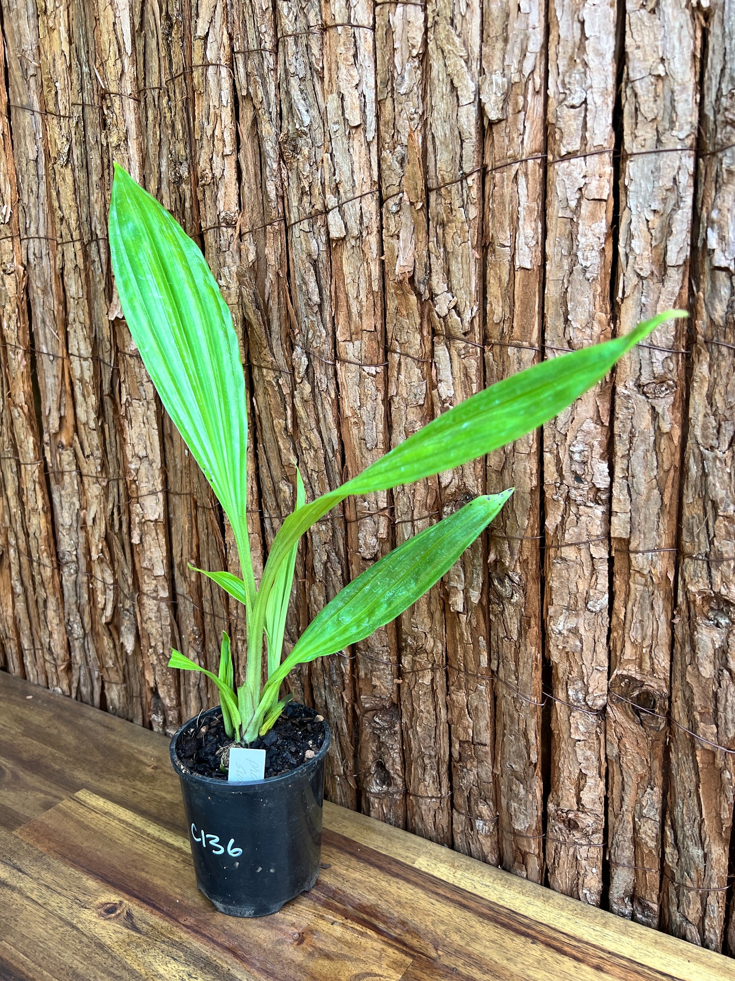 Phaius australis Giant Swamp Orchid C136