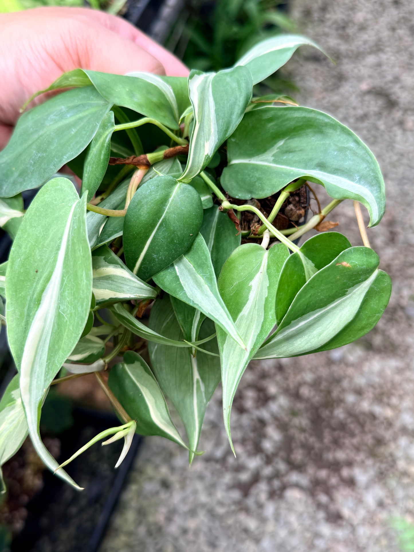 Philodendron 'Rio' G10