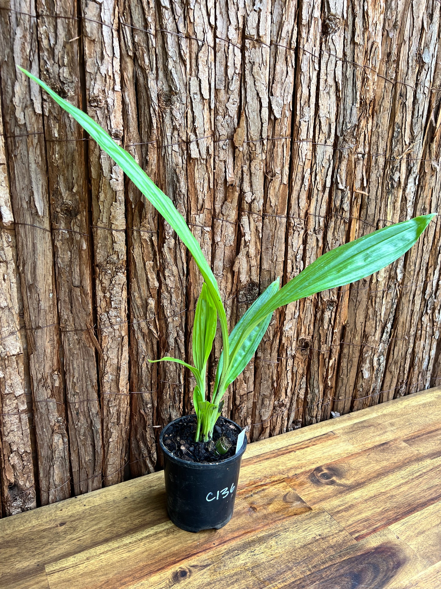 Phaius australis Giant Swamp Orchid C136