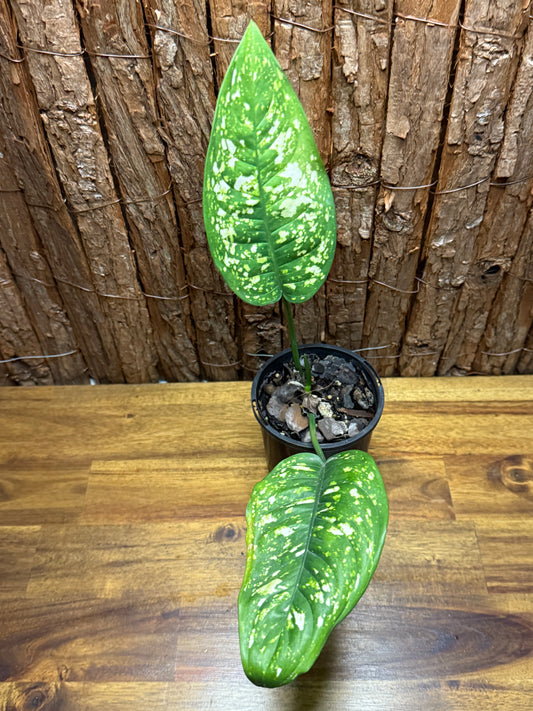 Aglaonema Golden Sand