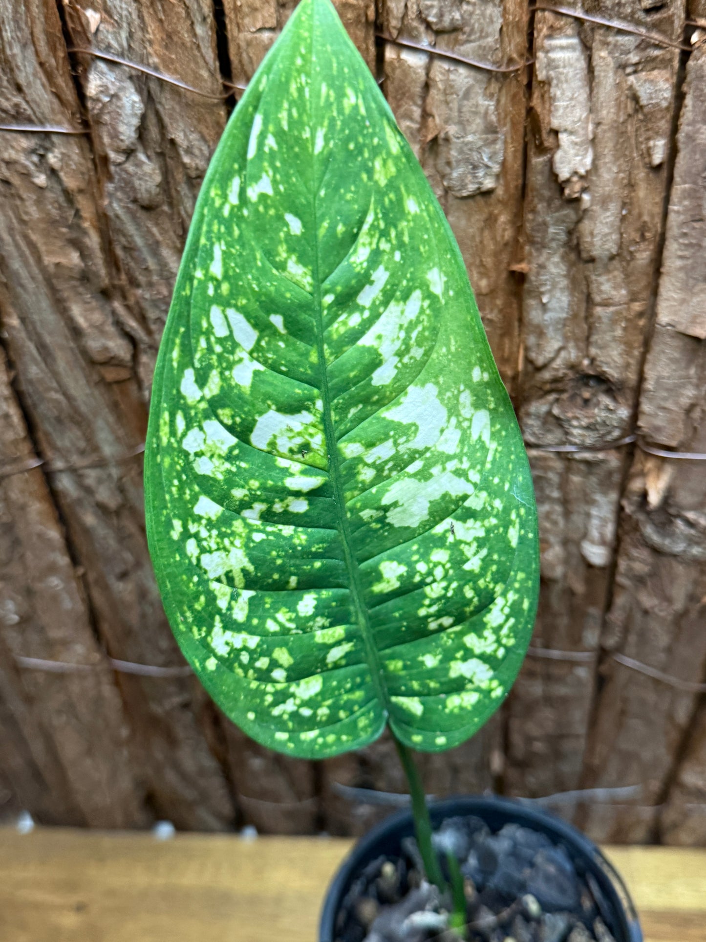 Aglaonema Golden Sand