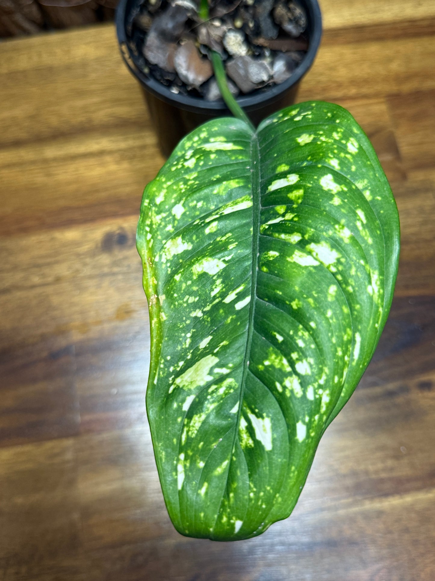 Aglaonema Golden Sand