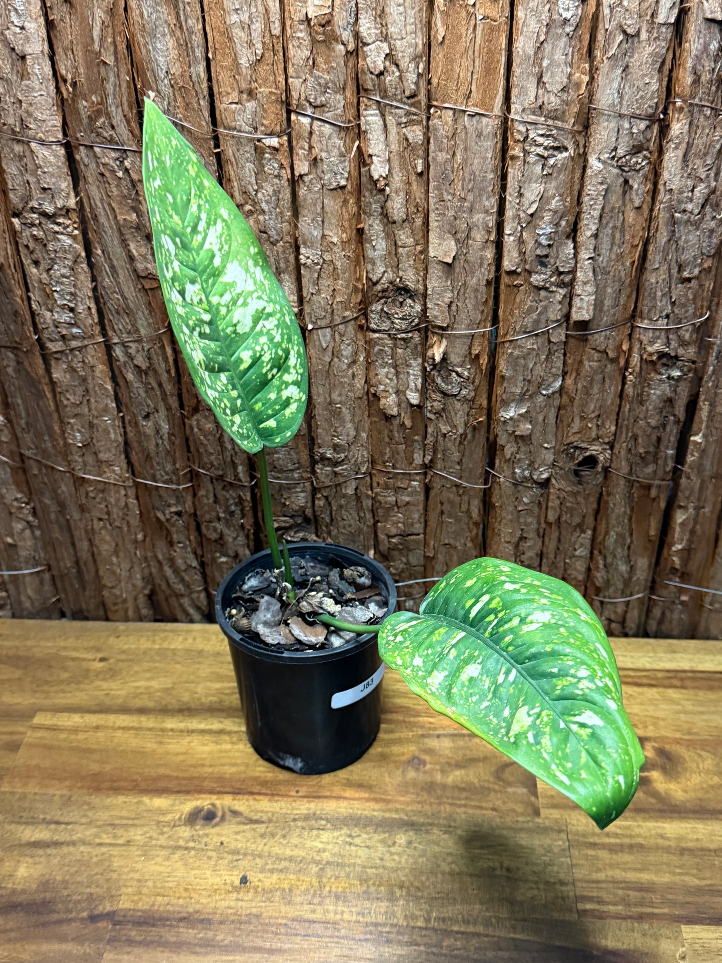 Aglaonema Golden Sand