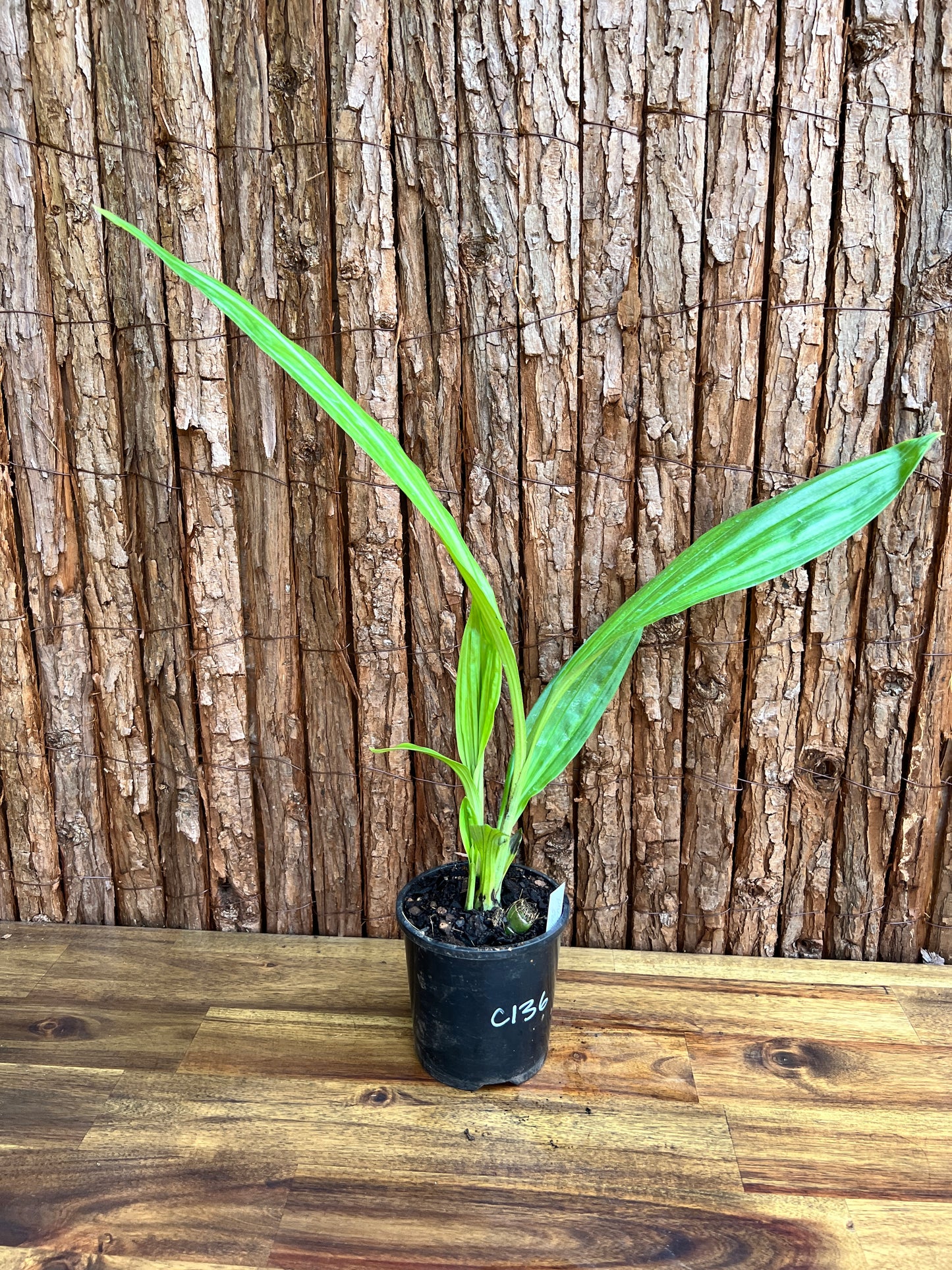 Phaius australis Giant Swamp Orchid C136