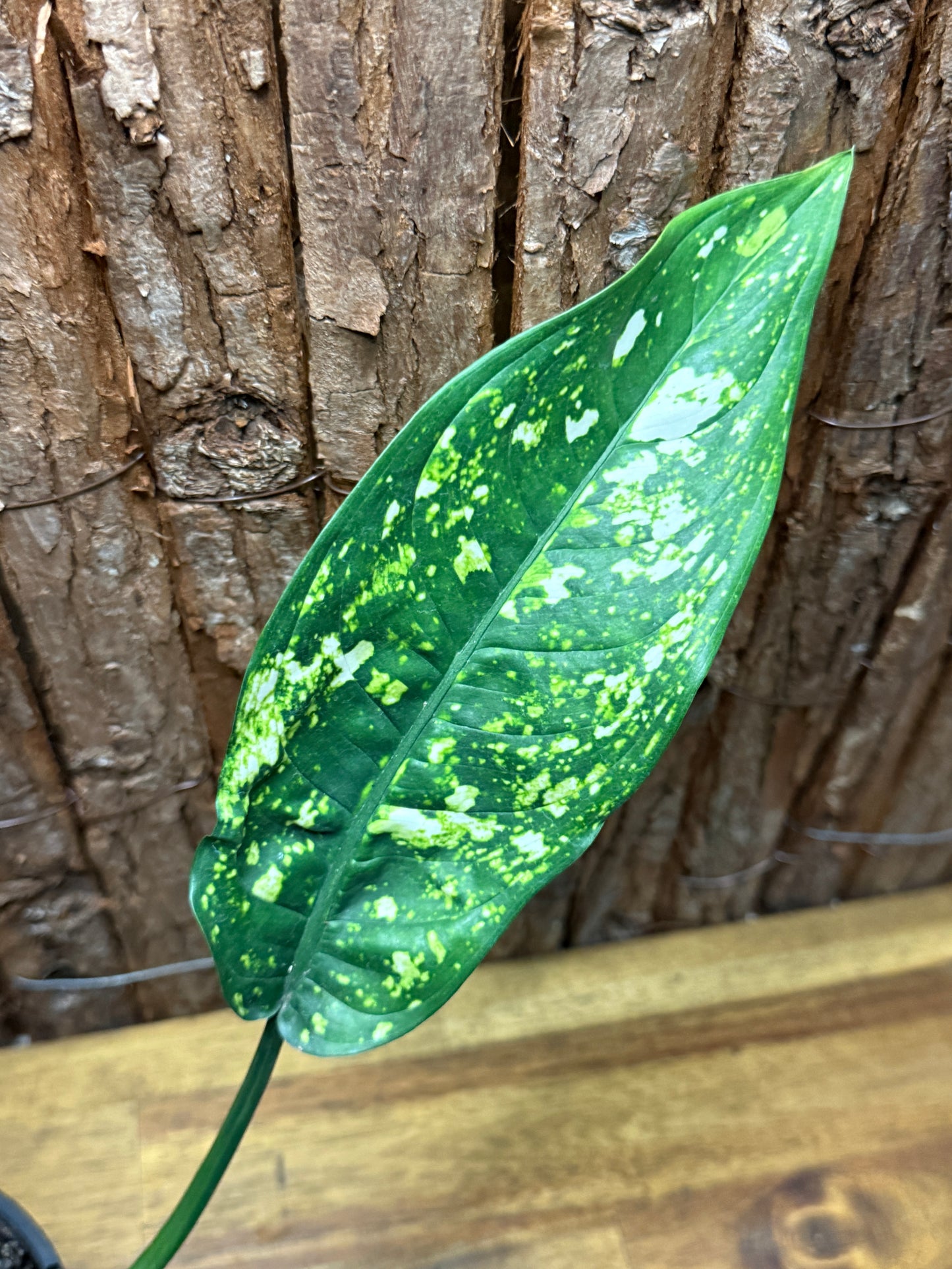 Aglaonema Golden Sand