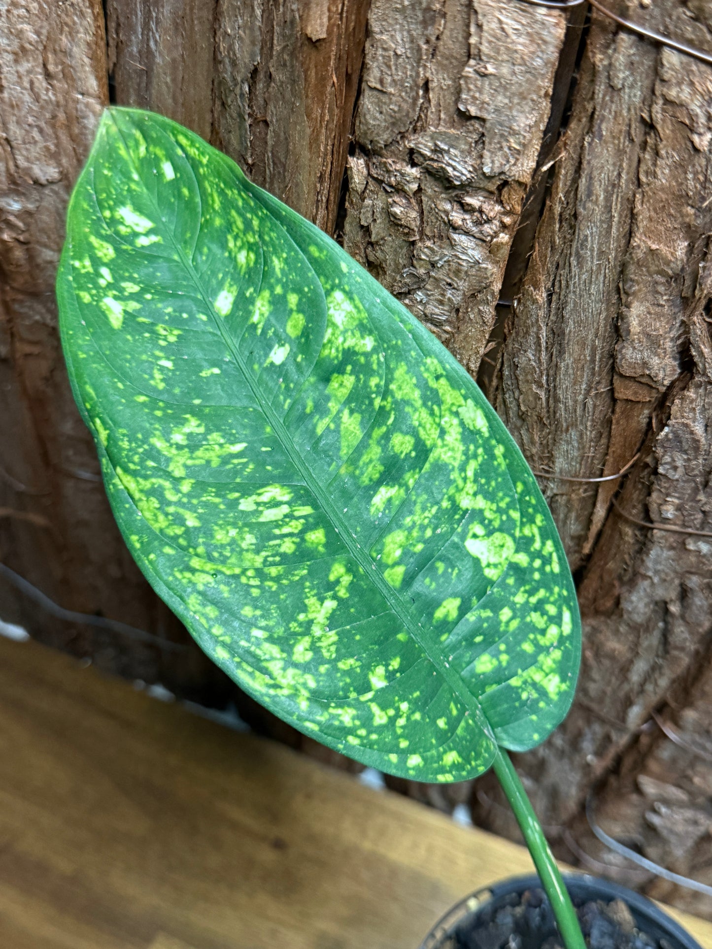 Aglaonema Golden Sand