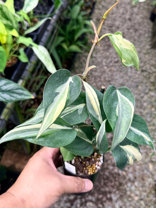Philodendron 'Rio' P36