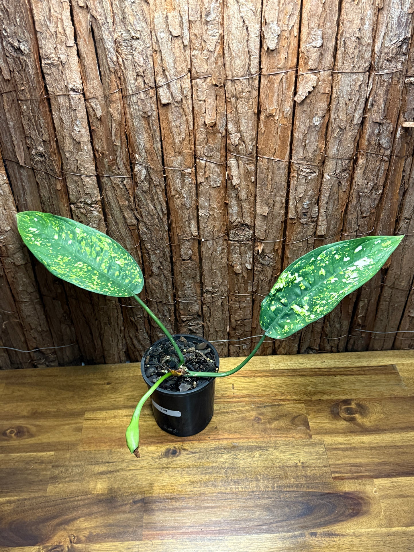 Aglaonema Golden Sand