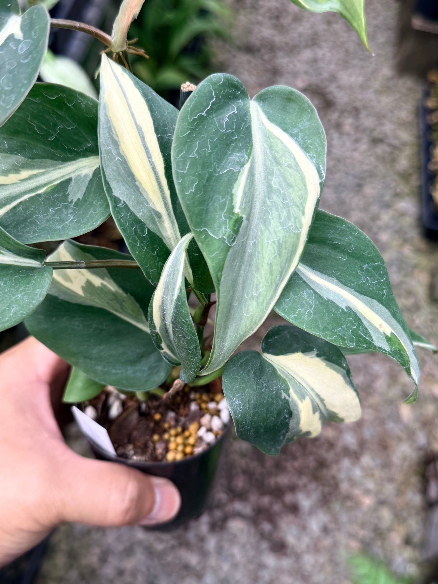 Philodendron 'Rio' P36