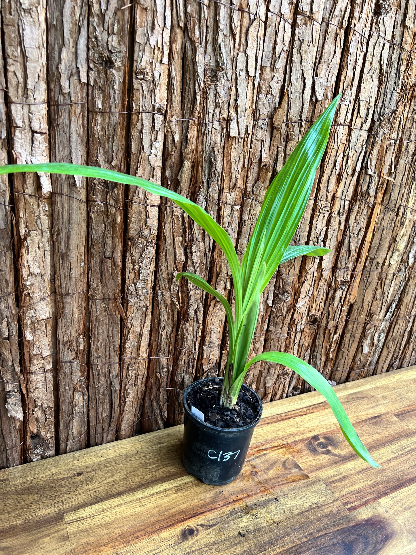 Phaius australis Giant Swamp Orchid C137