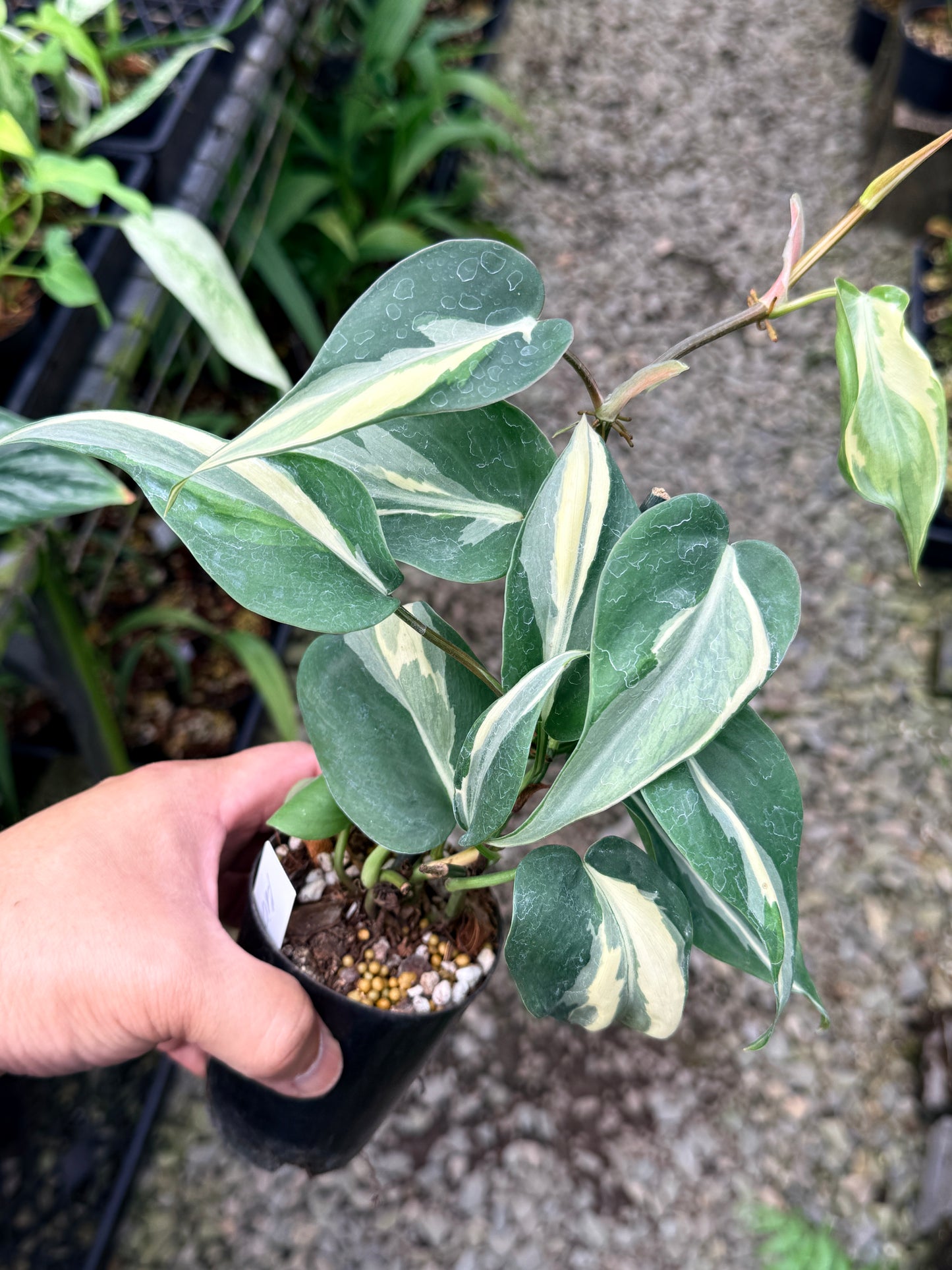 Philodendron 'Rio' P36