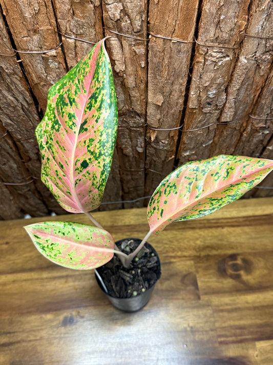 Aglaonema Rainbow K1