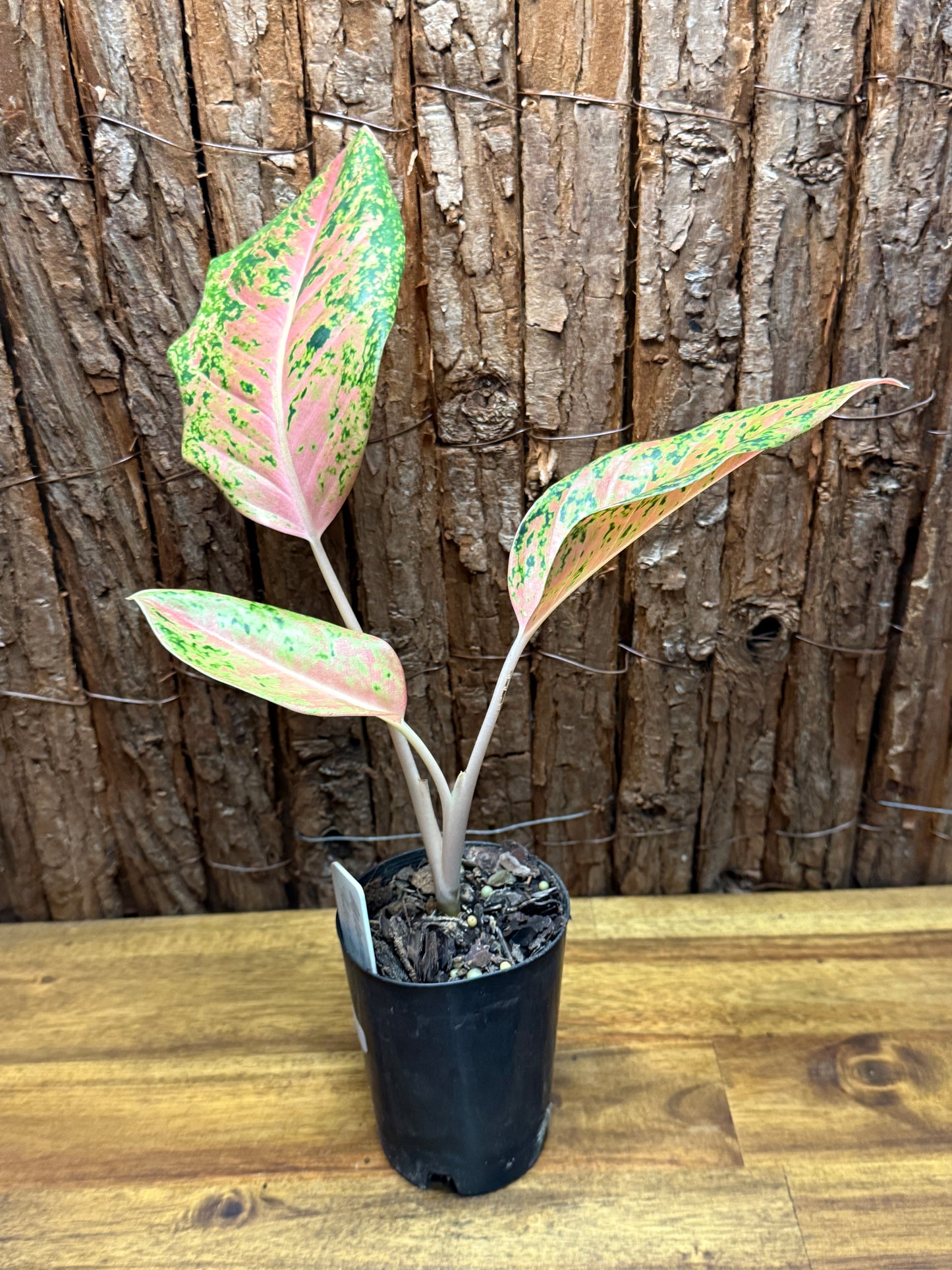 Aglaonema Rainbow K1