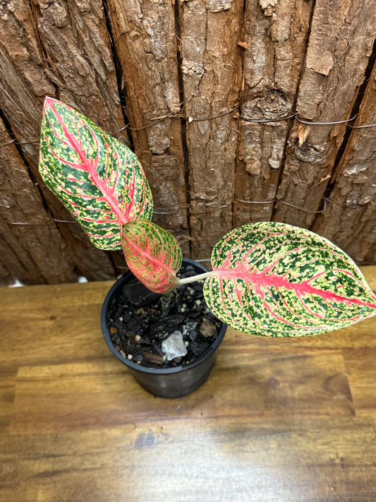 Aglaonema Red Boxer K2