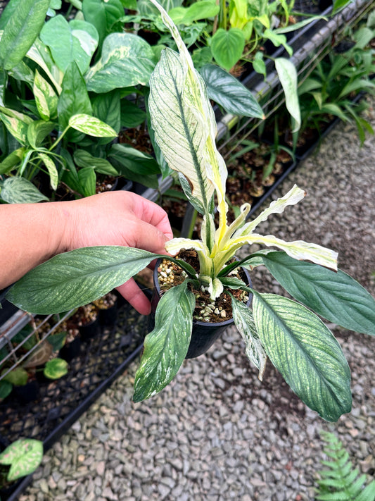 Spathiphyllum 'Sensation' N46
