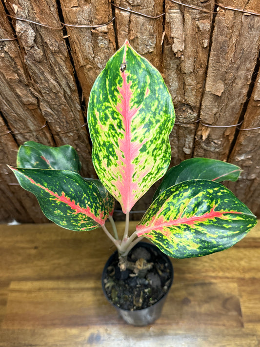 Aglaonema Red Boxer K3