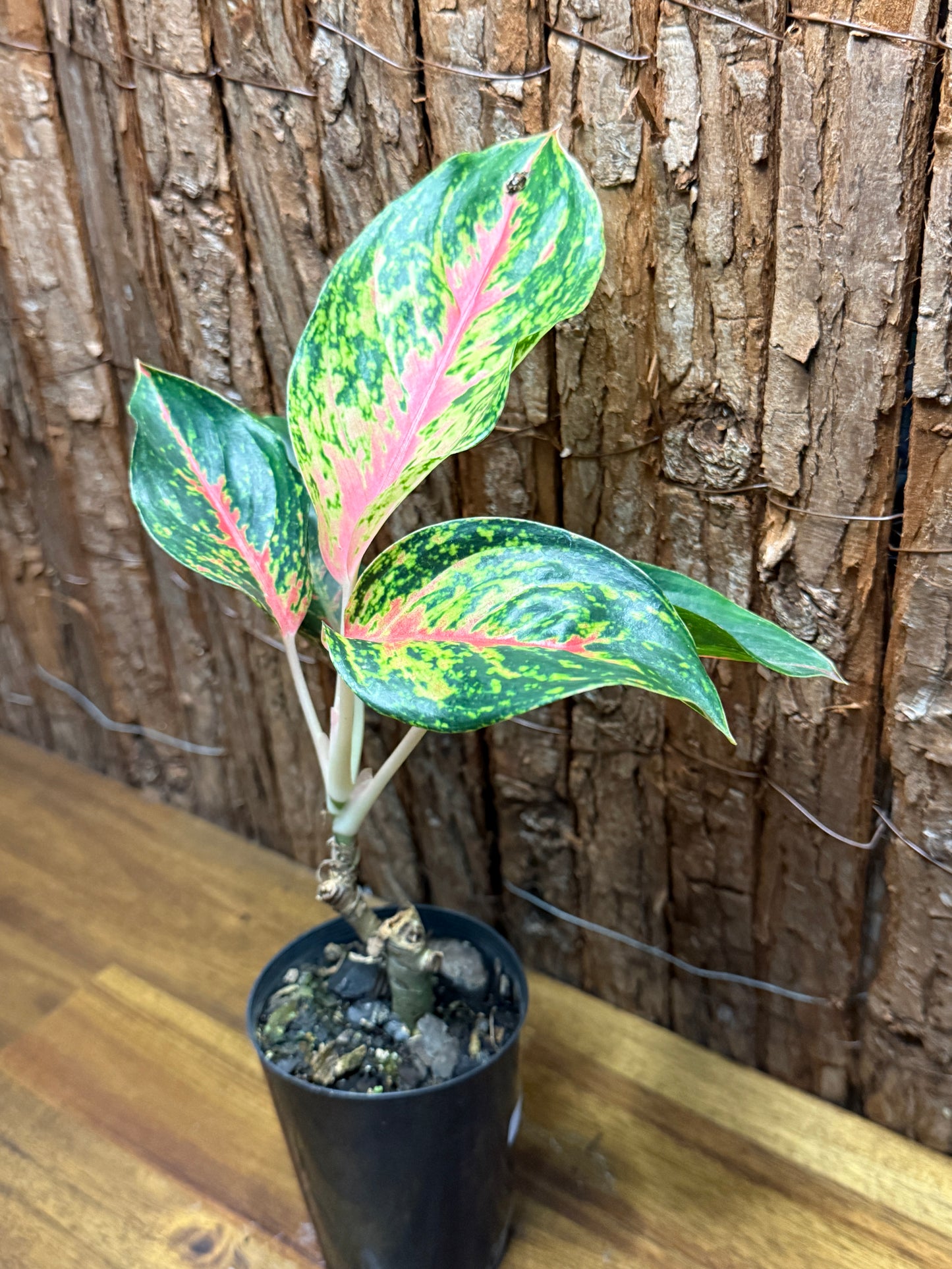 Aglaonema Red Boxer K3