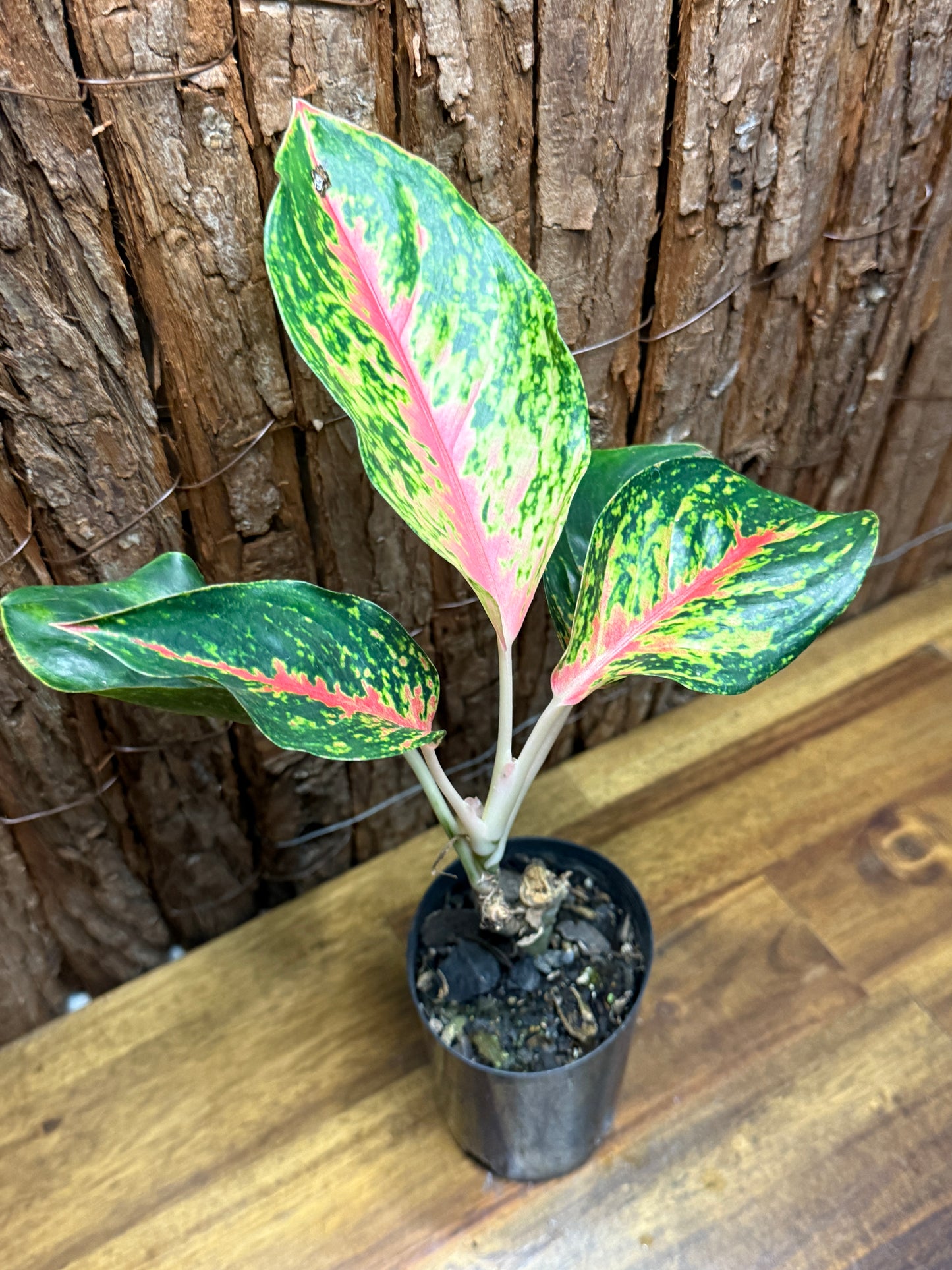 Aglaonema Red Boxer K3